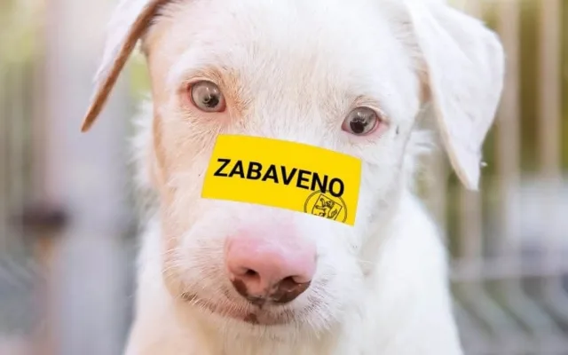 V tachovském útulku zůstává i Beefeater, foto:Gabriela Jägerová