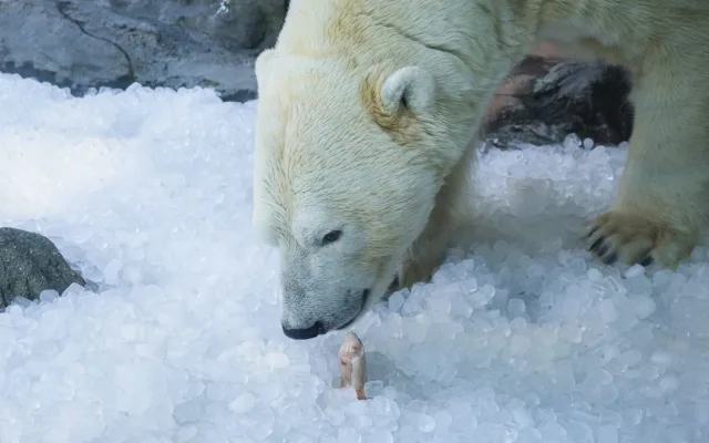 Radost v tunách ledu. Medvědí dvojčata se v Zoo Praha parádně ochladila