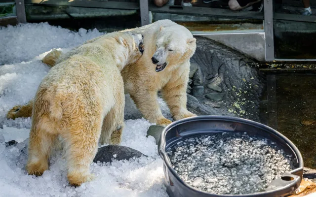 Radost v tunách ledu. Medvědí dvojčata se v Zoo Praha parádně ochladila