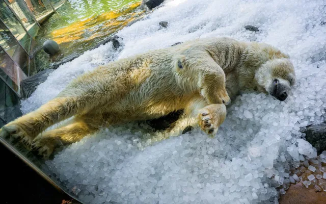 Radost v tunách ledu. Medvědí dvojčata se v Zoo Praha parádně ochladila