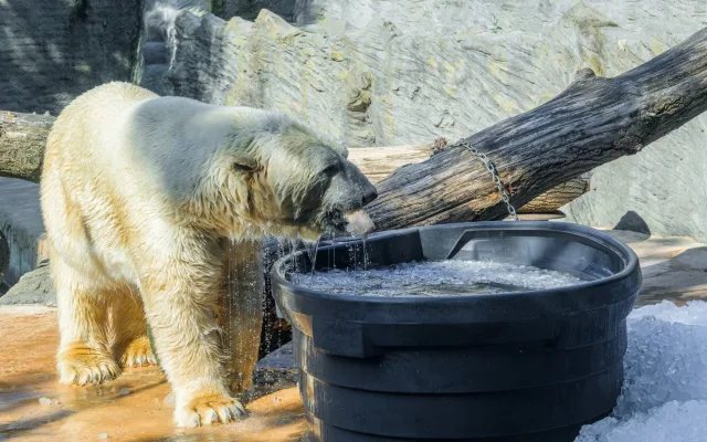 Radost v tunách ledu. Medvědí dvojčata se v Zoo Praha parádně ochladila