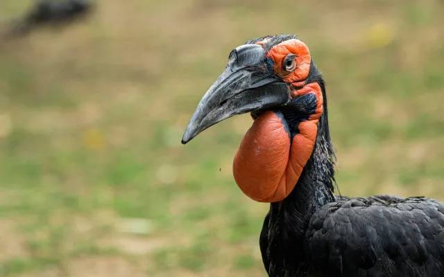 Zoo Praha