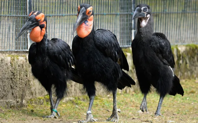 V pražské zoo mohou návštěvníci výjimečně vidět mládě zoborožce kaferského
