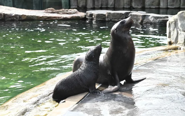 Malý lachtan míří v pražské zoo do velkého bazénu. Brzy poznáme jeho jméno