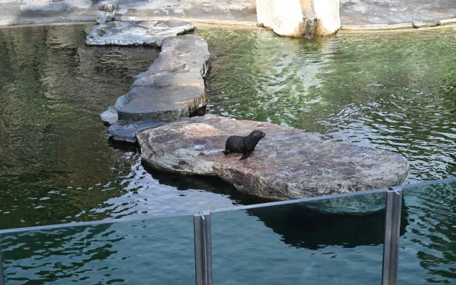Malý lachtan míří v pražské zoo do velkého bazénu. Brzy poznáme jeho jméno