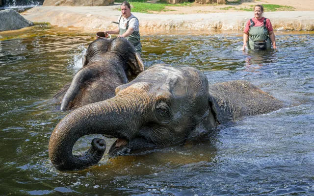 Zoo chystá světový den slonů. Obři dostanou dárky, lidé vyrobí papír z jejich trusu