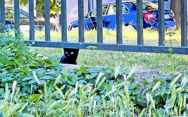 Co s kočkami u Apolináře? Nemocnice zakázala krmení, podle ochránců je to týrání