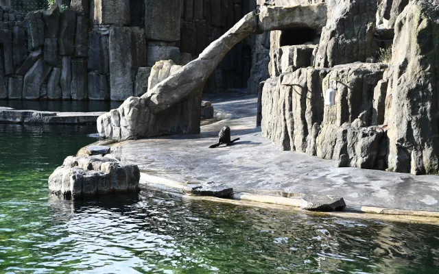 Malý lachtan míří v pražské zoo do velkého bazénu. Brzy poznáme jeho jméno