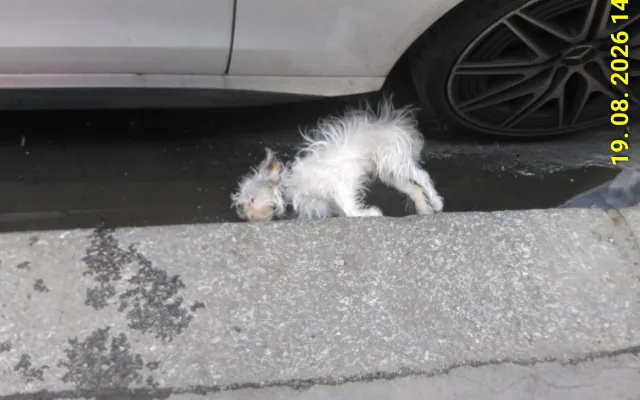 Psík spadl z balkonu, majitelka se ho pak zřekla. O jeho život teď bojují v útulku