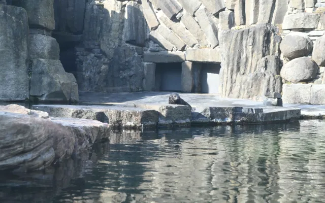 Malý lachtan míří v pražské zoo do velkého bazénu. Brzy poznáme jeho jméno