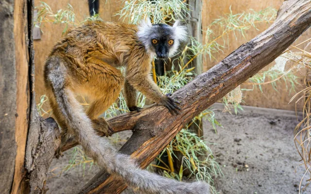 Vykulené jantarové oči a dlouhé chvosty. V pražské zoo žijí staronové poloopice