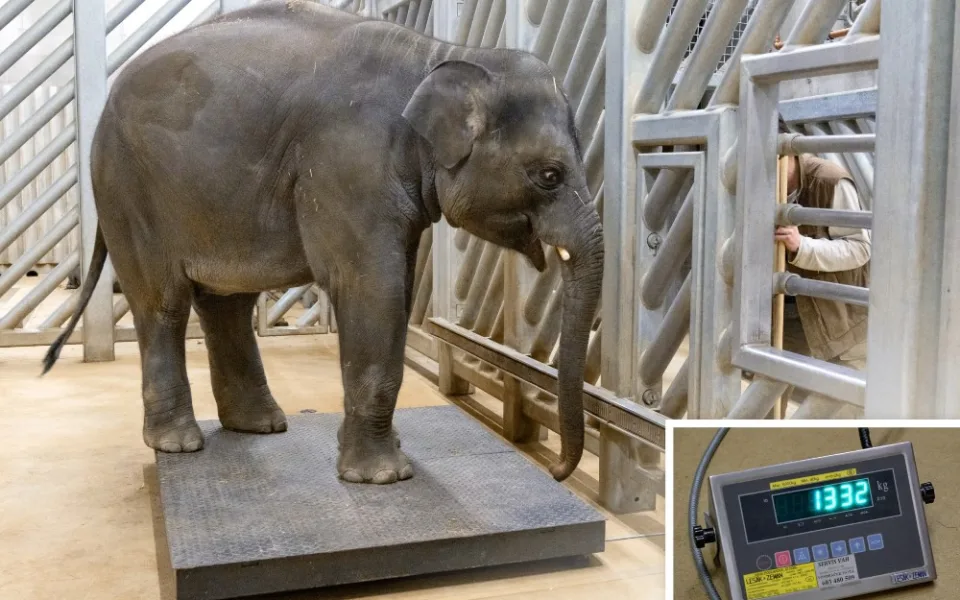 Zoo Praha se připravuje na příchod nových slůňat. Tamara s Janitou porodí nejspíš v březnu