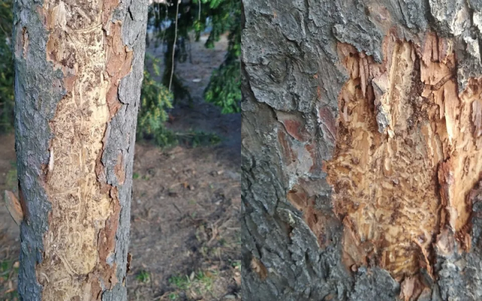 Smrky v Riegrových sadech v centru Prahy napadl kůrovec. Tři stromy byly pokáceny