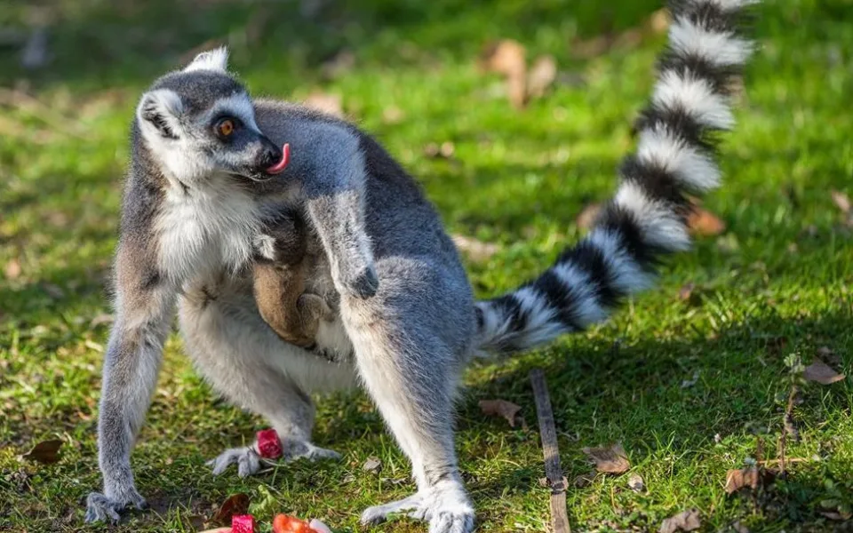 Pražská zoo přivítala mládě lemura kata.