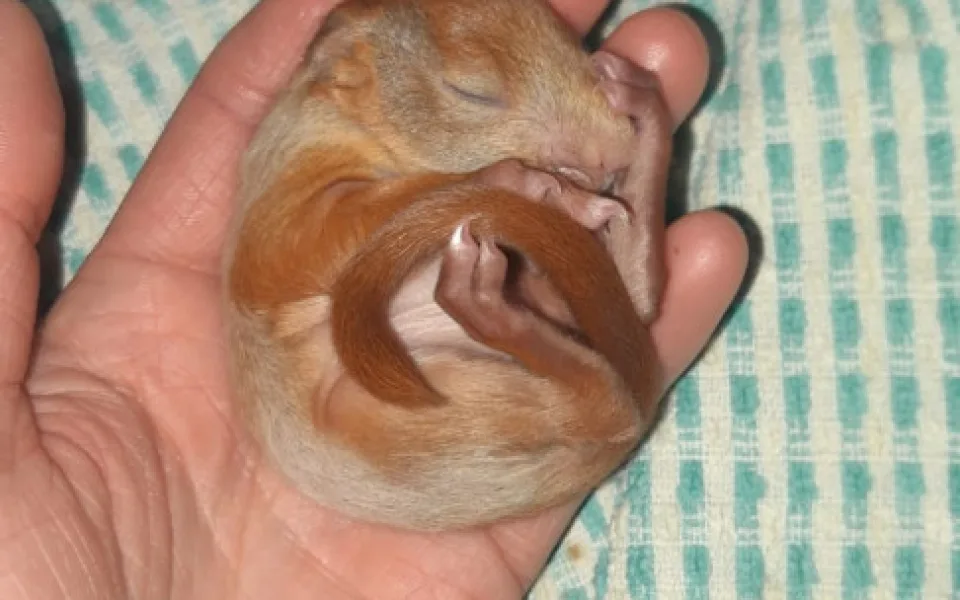 FOTO: Sezóna mláďat je tady. Přečtěte si, co dělat, když najdete mládě veverky