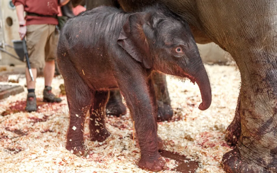 V pražské zoo se dnes narodilo slůně. Je v pořádku