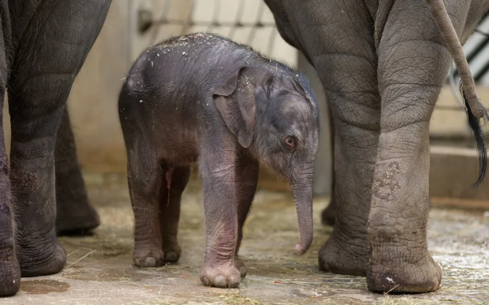 VIDEO: Slůně, které se narodilo v pátek v pražské zoo, už pije. Podívejte se na záběry z porodu