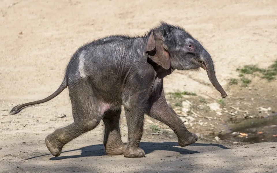 JAK SE MAJÍ V ZOO 2: Malá slonice byla poprvé venku, lední medvědi dostali míče