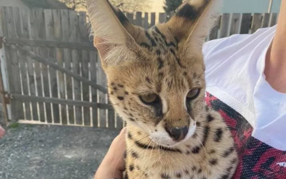 Serval se v pořádku našel.