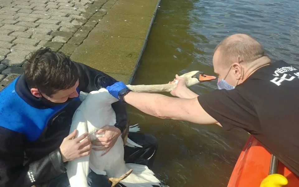 FOTO: Strážníci zachránili labuť, která měla krk a nohy zamotané v igelitu