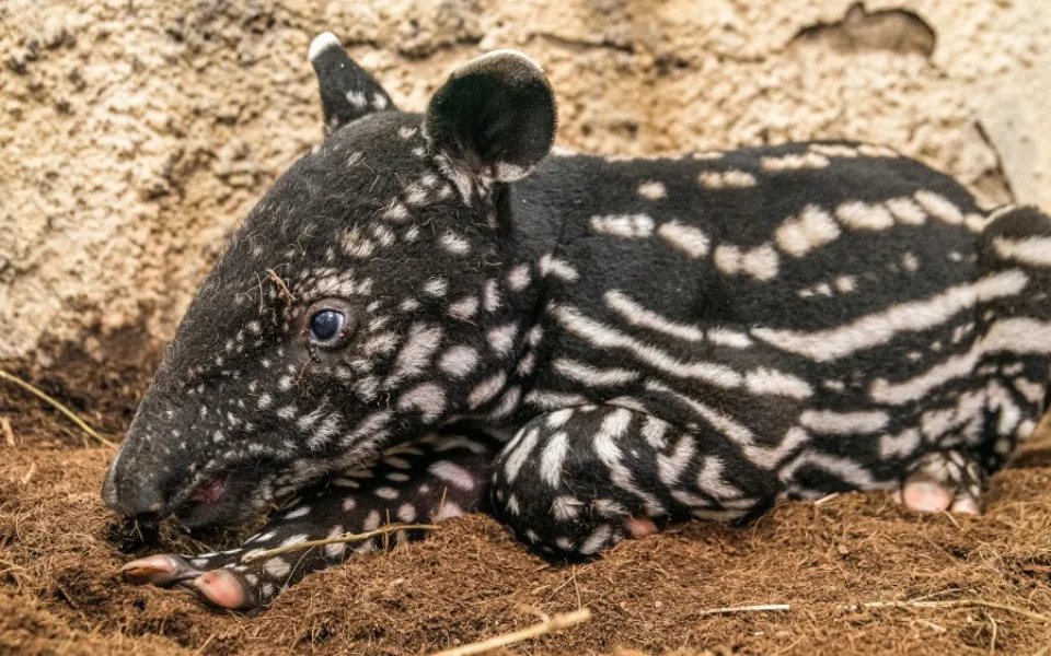 VIDEO: Malý tapír z pražské zoo dostal jméno podle svého maskování, které připomíná morseovku