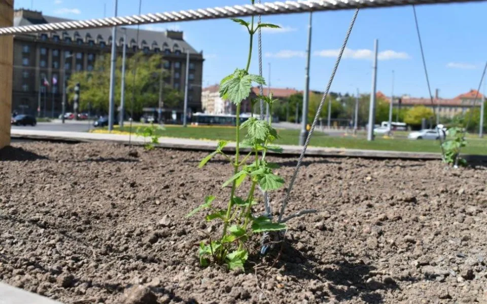 Na Kulaťáku roste chmelová stěna. Přispěje ke snížení prašnosti