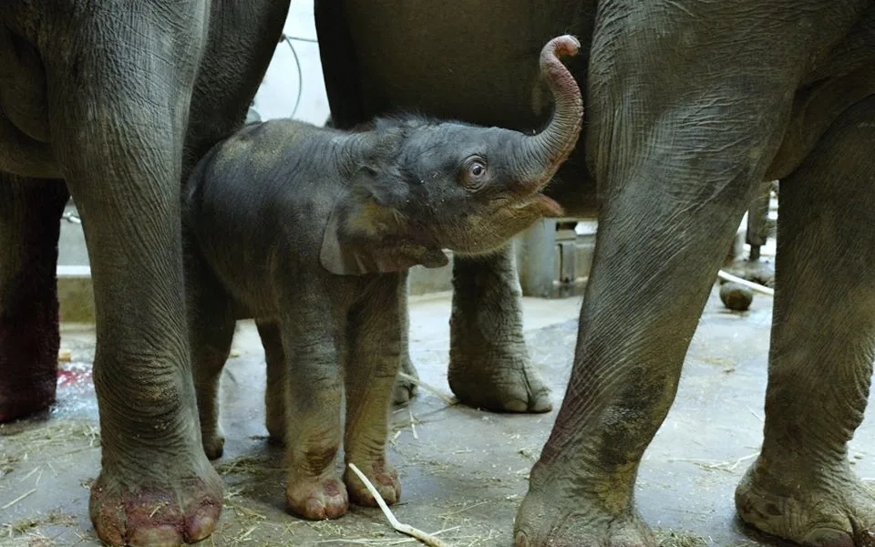 V pražské zoo se v noci narodilo slůně. Malá samička se má čile k světu.