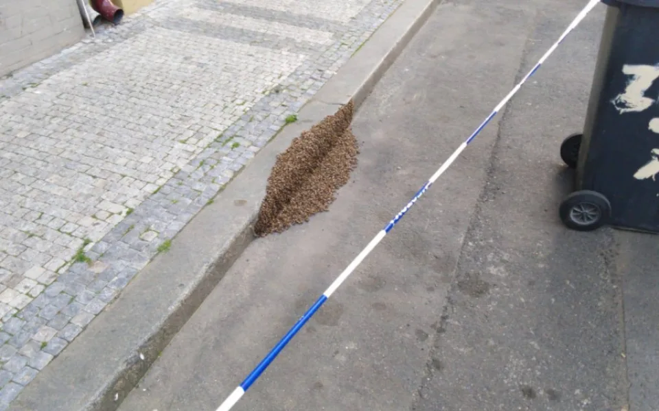FOTO: V Praze se objevily včelí roje. Strážníci volali na pomoc včelaře