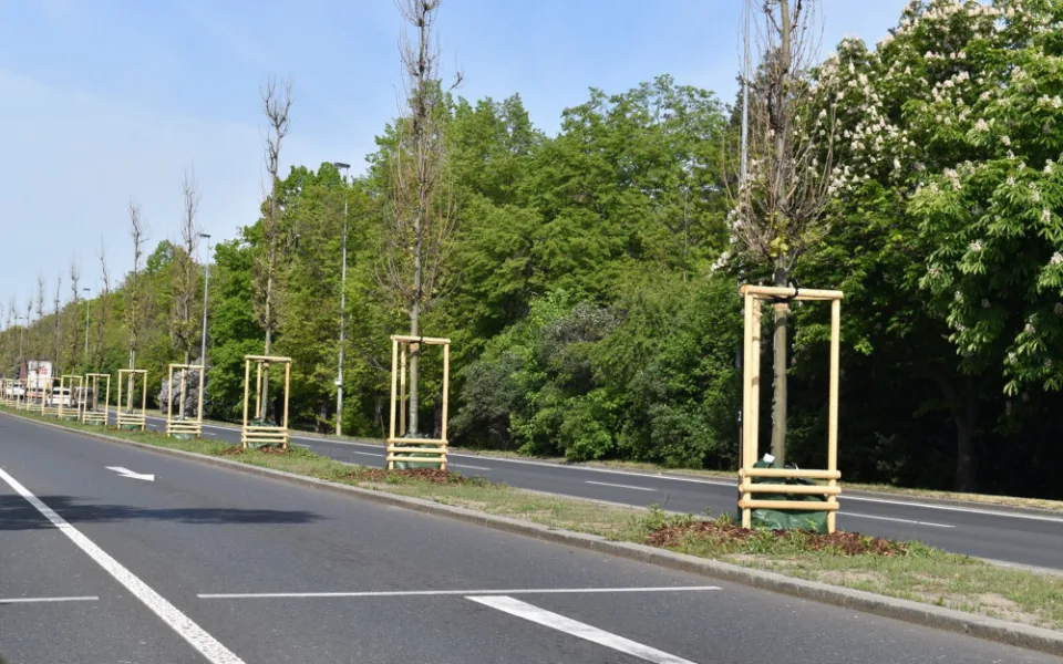 Platany, které v Evropské ulici připomínají významné osobnosti, slaví deset let