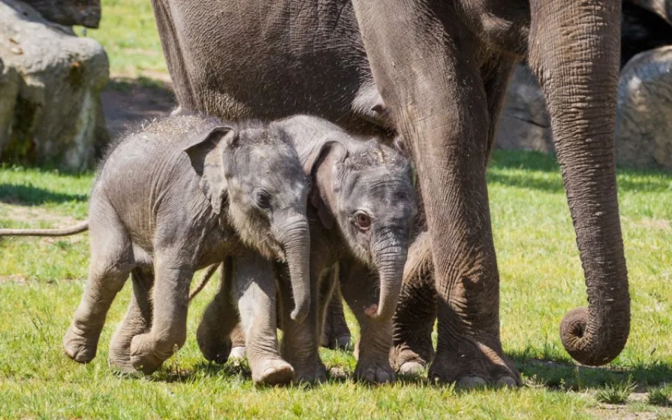 VIDEO: Dvě malá slůňata se poprvé podívala ven. Je to pražský zázrak, říká ředitel zoo