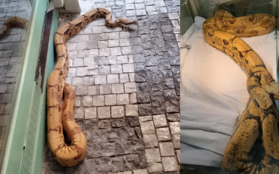 Kolemjdoucí ženu v centru Prahy vyděsil dvoumetrový hroznýš. Unikl svému majiteli
