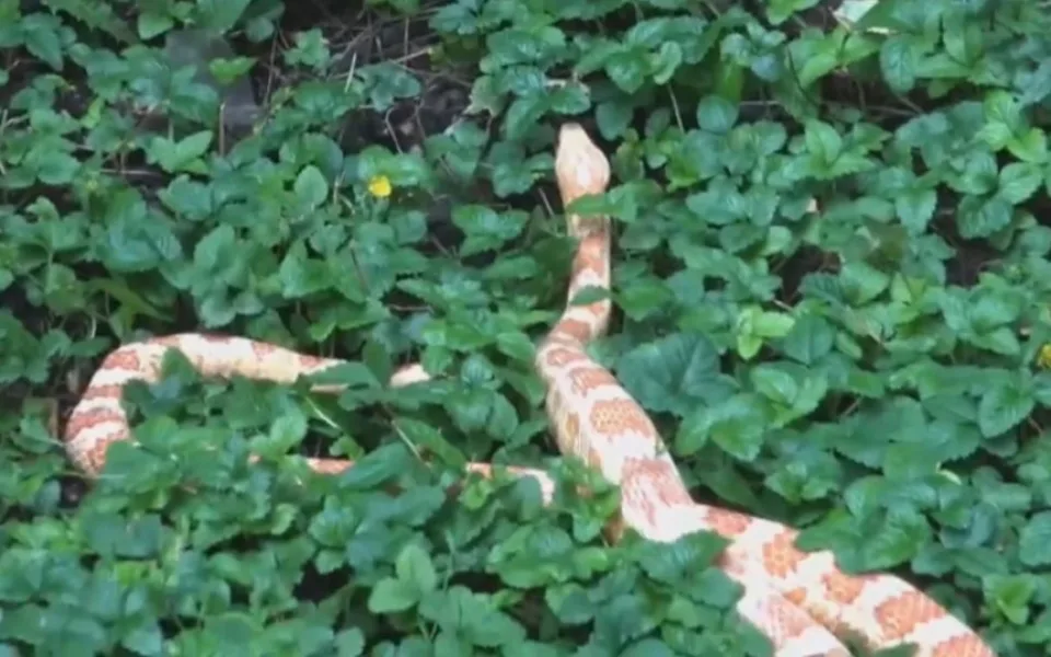 VIDEO: Strážníci odchytili hada ve vnitrobloku domu v Holešovicích
