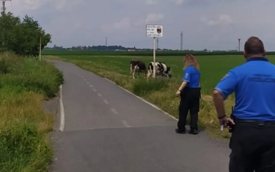 Pražští strážníci se proměnili v toreadory. Museli se postavit třem býkům