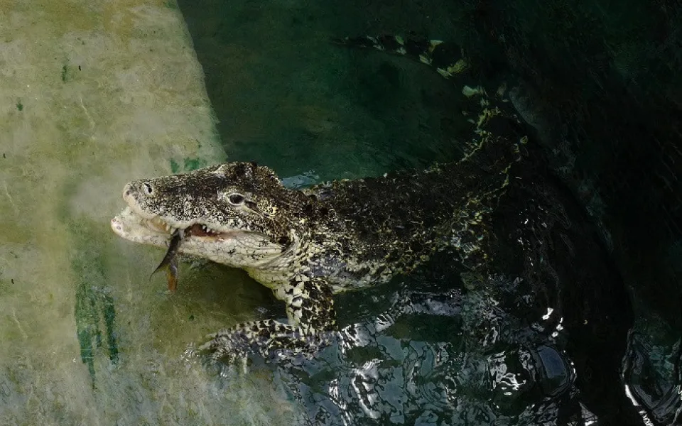 FOTO: Pražská ZOO nově umožňuje setkání s extrémně nebezpečnými predátory