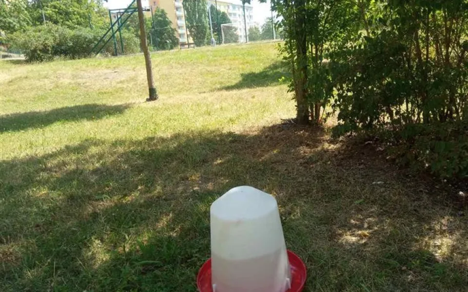 pítka