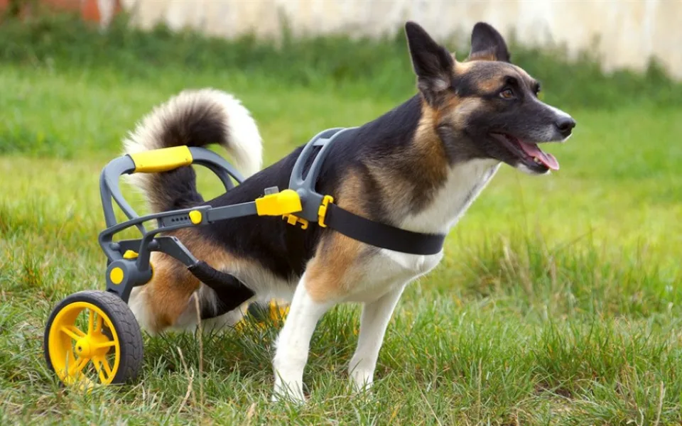 Handicapovaní pejsci teď mohou znova běhat.