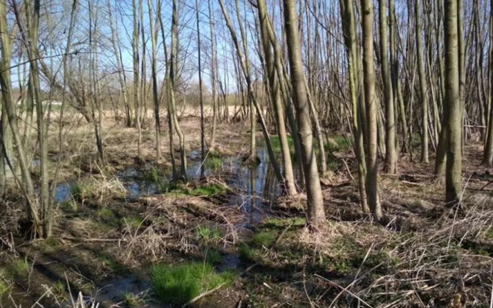 Pražané pomáhají přírodě. Dobrovolníci se zapojili do revitalizace mokřadu