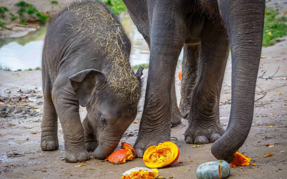 Zoo v pražské Troji dostane od Prahy 45 milionů korun