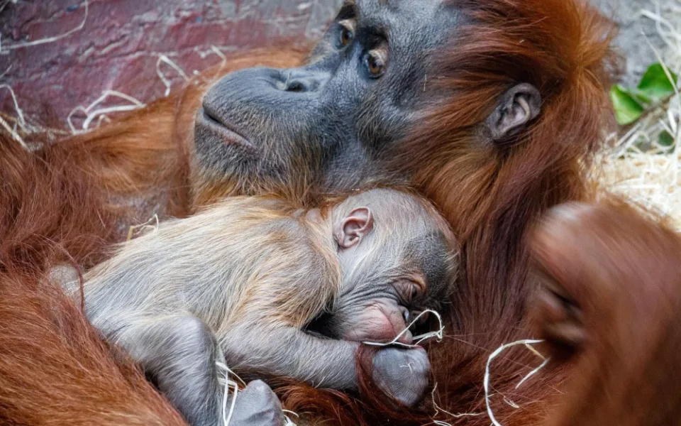 FOTO: V pražské zoo se narodilo mládě orangutana sumaterského