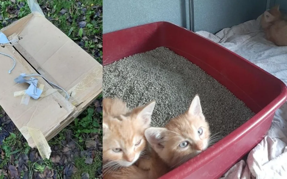 Smutná zásilka. Někdo nechal u popelnic v Praze krabici s koťaty