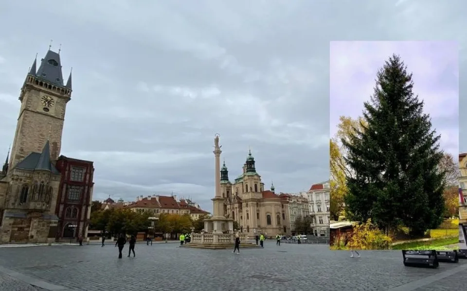 Tohle je vánoční strom, který letos ozdobí Staromák. Vedení Prahy tají termín jeho rozsvícení