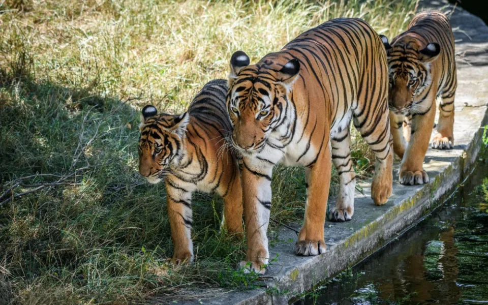 Zoo Praha