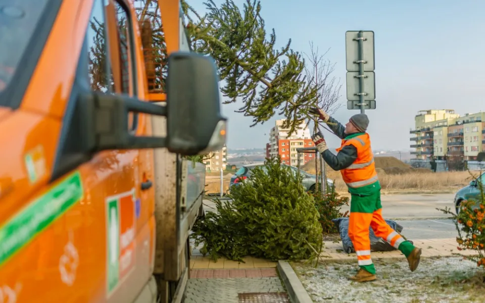 Vysloužilý vánoční strom nepatří do popelnice. Přečtěte si, jak na správnou likvidaci