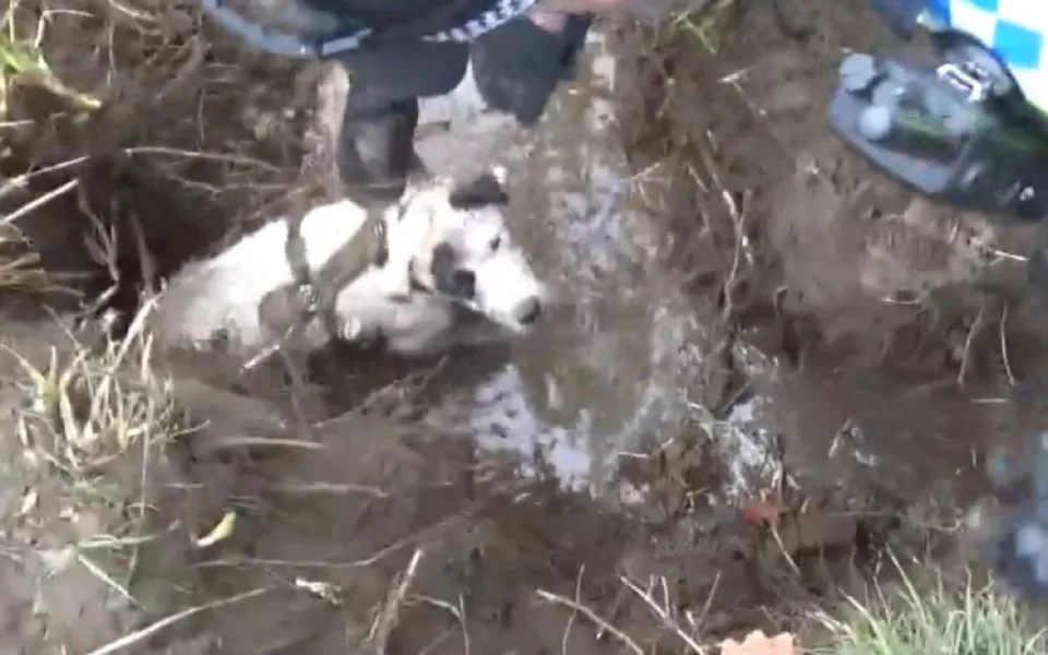 VIDEO: Ve Stromovce uvízl pes v bobří noře. Zasahovali strážníci i hasiči