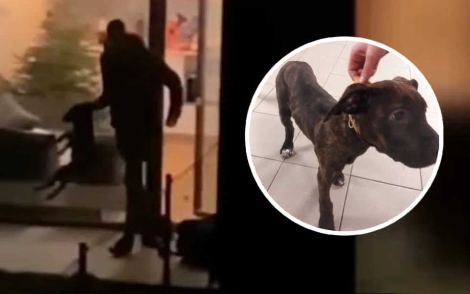 FOTO: Pejsek z videa byl zřejmě týraný dlouhodobě. Má zlomeniny a je podvyživený