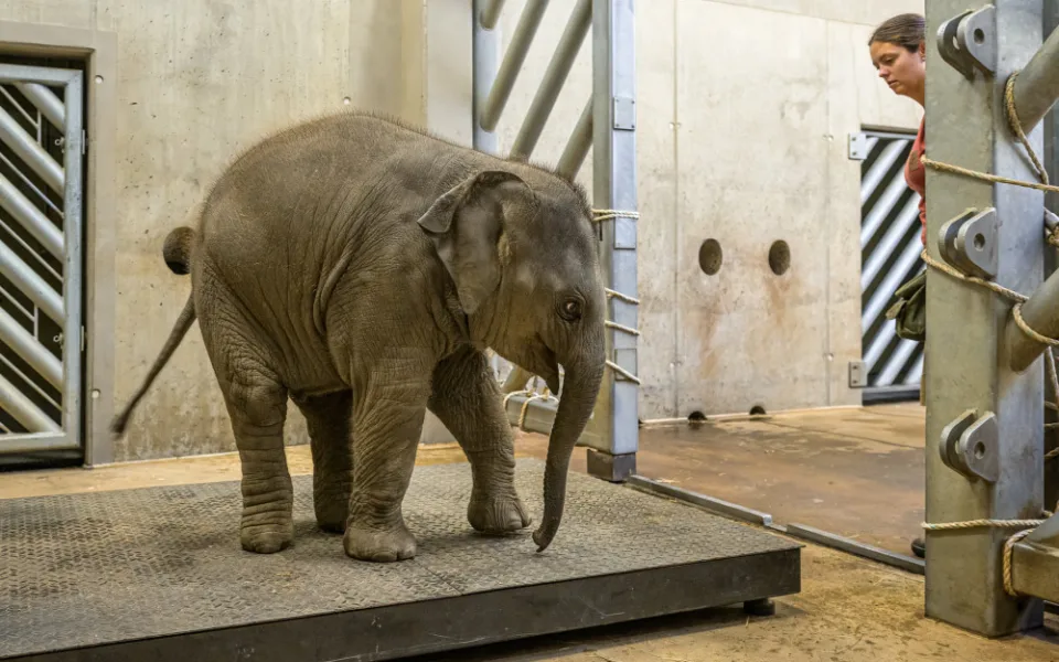 Lidé koupili stravenky pro zvířata v pražské zoo dosud za 3,5 milionu korun