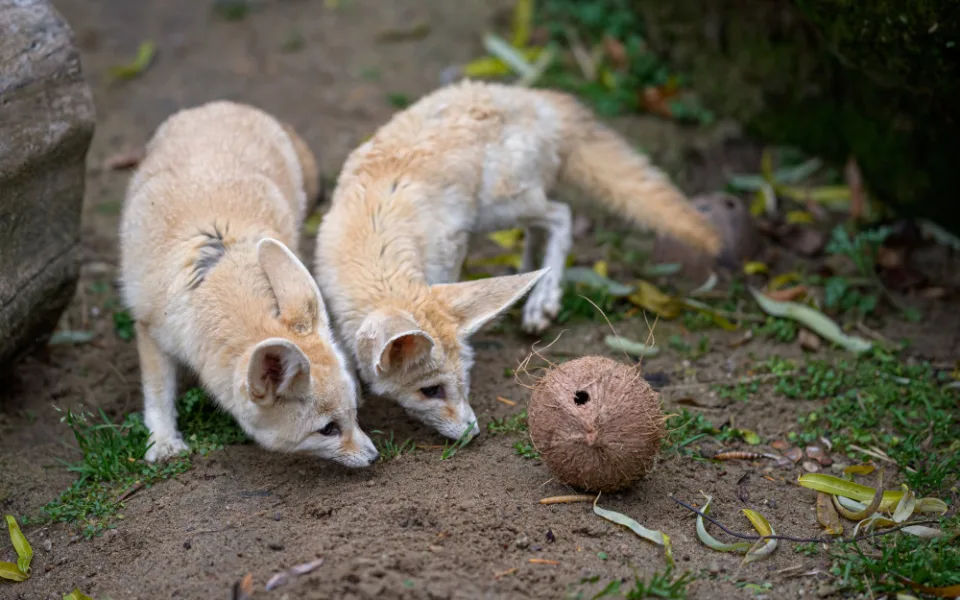 Návštěvnost pražské zoo v roce 2020 klesla kvůli koronaviru o 42 procent
