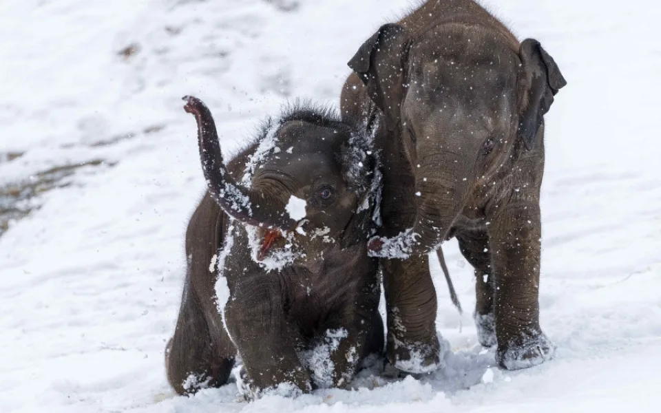Slůňata v pražské zoo jsou v tréninku. Učí se snášet hygienu i zákroky veterinářů