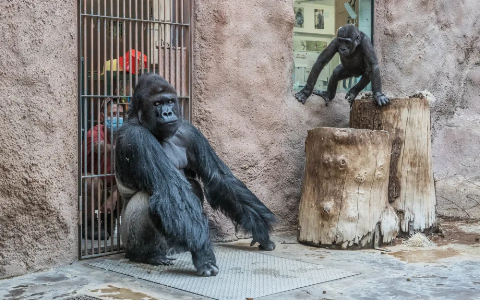 Koronavirem onemocněli také lvi a gorilí samec Richard z pražské zoo