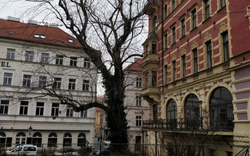 Lidé v Praze 1 nesouhlasí s kácením javoru na Smetanově nábřeží